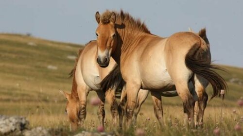Les chevaux sauvage de Przewalski