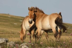 Les chevaux sauvage de Przewalski