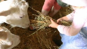 La ferme des Cévennes